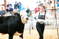 BEEF SHOWMANSHIP14