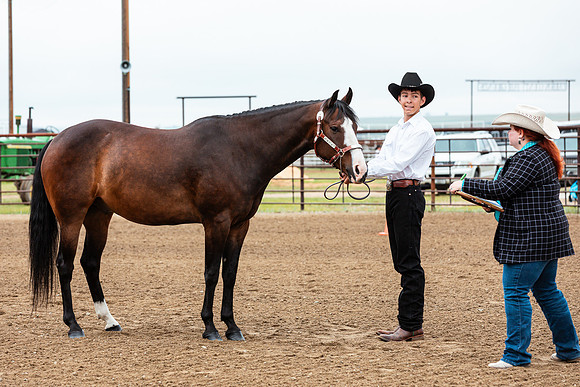 HORSE27