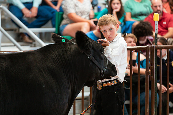 BEEF SHOWMANSHIP39