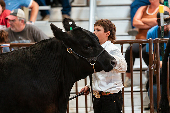 BEEF SHOWMANSHIP60