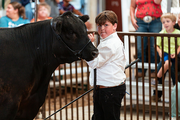 BEEF SHOWMANSHIP38