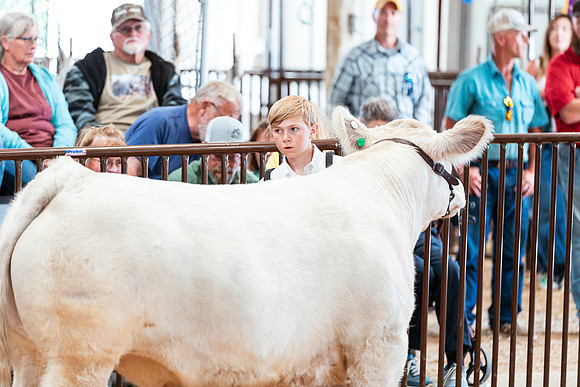 BEEF SHOWMANSHIP26
