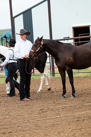 HORSE29