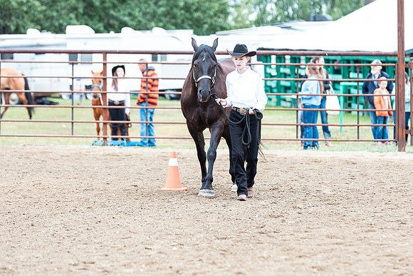 HORSE66