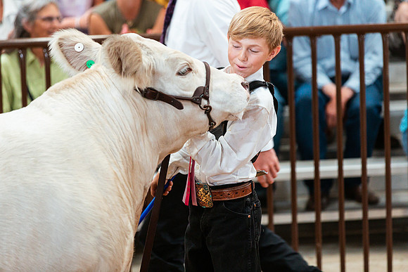 BEEF SHOWMANSHIP47