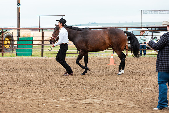HORSE26