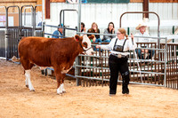 BEEF SHOWMANSHIP6