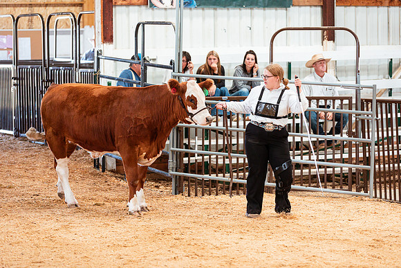 BEEF SHOWMANSHIP6