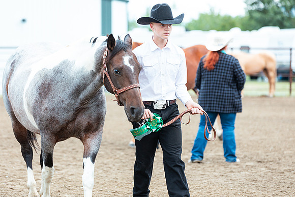 HORSE77