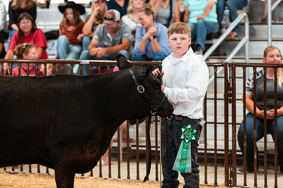 BEEF SHOWMANSHIP66