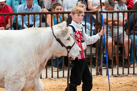 BEEF SHOWMANSHIP52