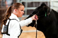 BEEF SHOWMANSHIP11