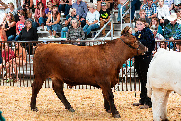 BEEF33