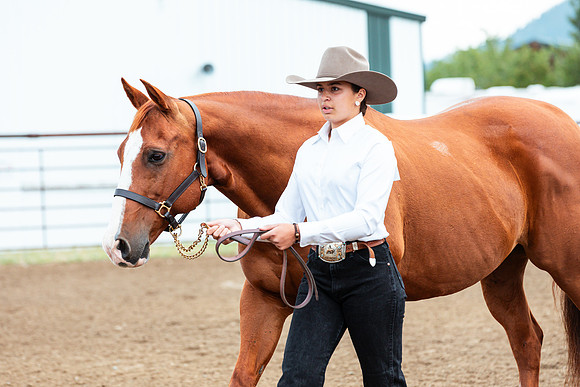 HORSE44