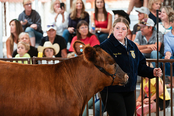 BEEF SHOWMANSHIP76