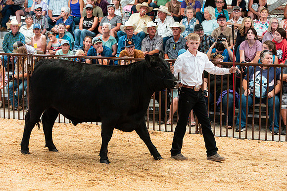 BEEF37