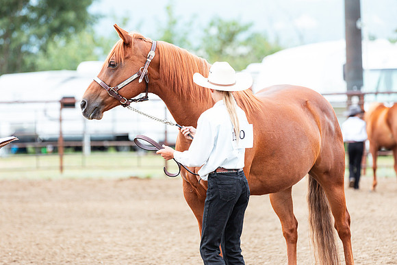 HORSE113