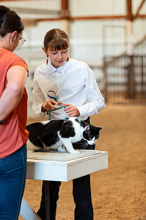 CATSHOW3