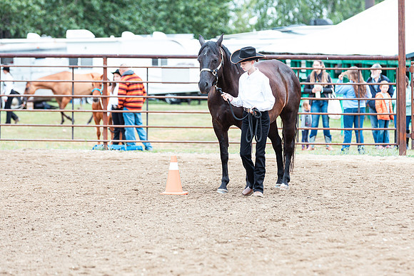 HORSE65