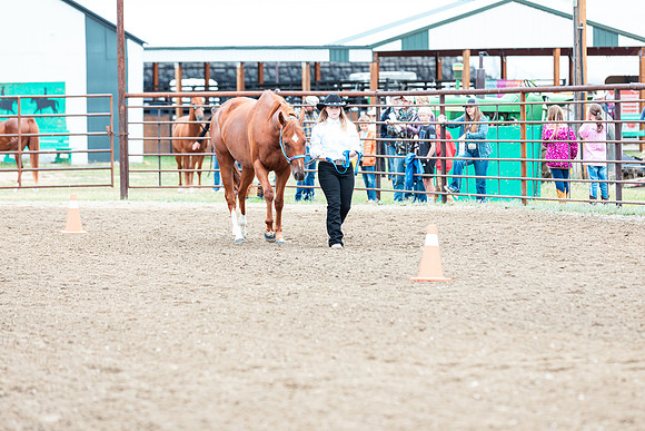 HORSE71