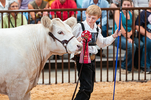 BEEF SHOWMANSHIP50