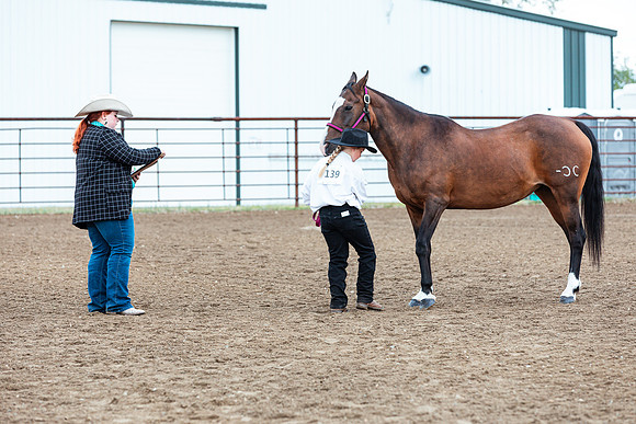 HORSE104