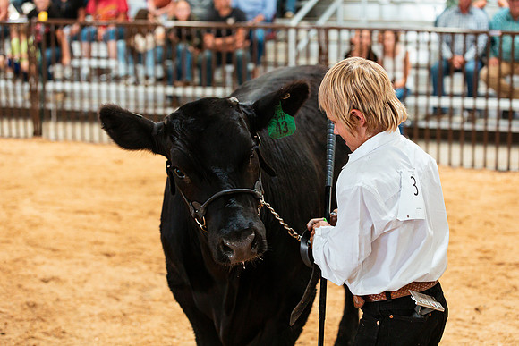 BEEF SHOWMANSHIP24